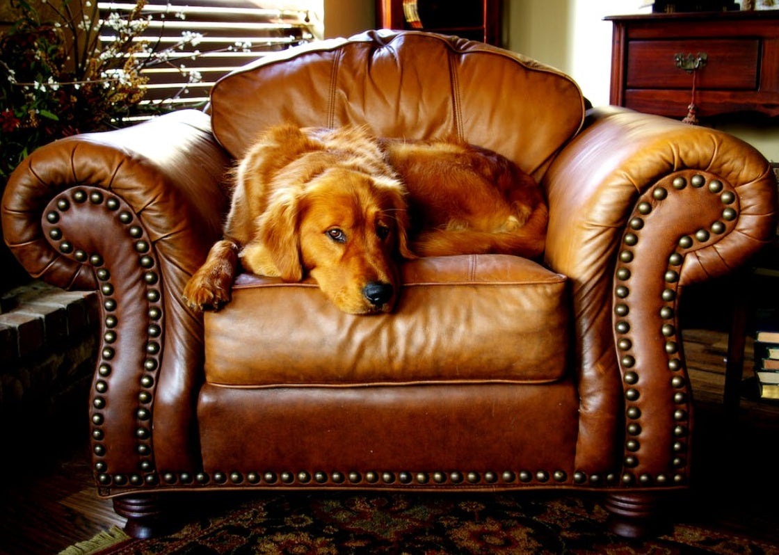 Can dogs and Leather Couches coexist? (Spoiler: Yes!)